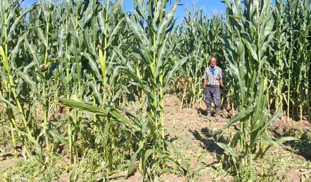 Elazığ’da Domuz Sürüsü Mısır Tarlasını Talan Etti