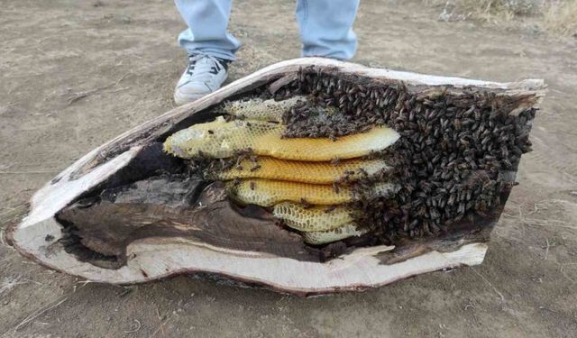 Elazığ’da Mağara ve Ağaç Kovuğundan Kilo Kilo Organik Bal Çıktı