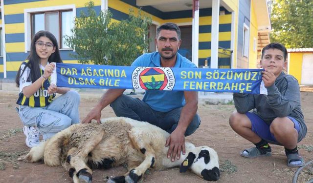 Fenerbahçe’nin Makus Tarihi Değişsin Diye, Adadıkları Hayvanı Kestiler