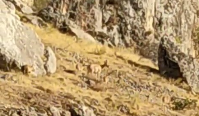 Tarihi Harput Mahallesi’nde Dağ Keçileri Görüldü