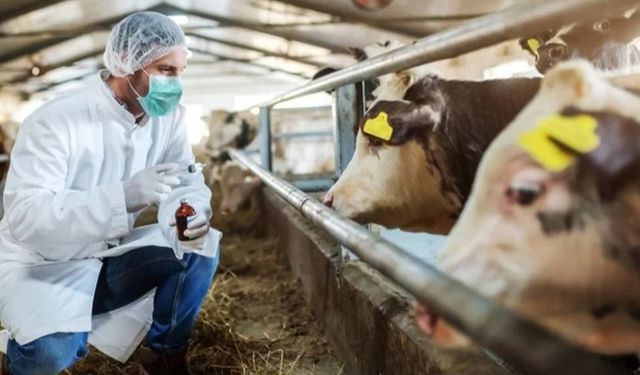 Şap Hastalığına Karşı 15 Milyon Doz Aşı Sahaya Gönderiliyor