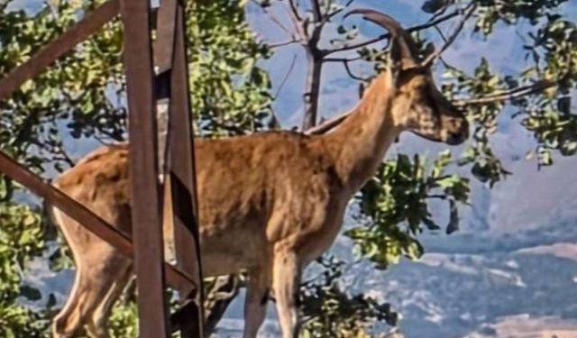 Elazığ’da Dağ Keçileri Görüntülendi