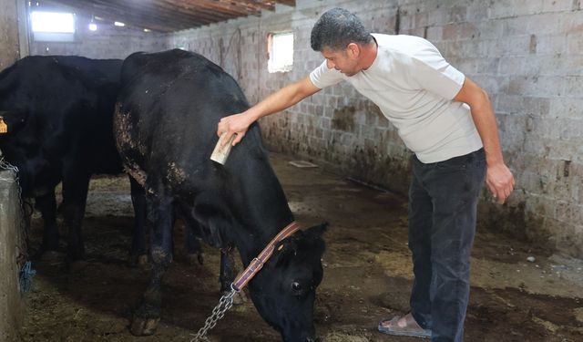 ‘ Kırsalda Bereket Hayvancılığa Destek’ Projesi İlk Meyvesini Verdi