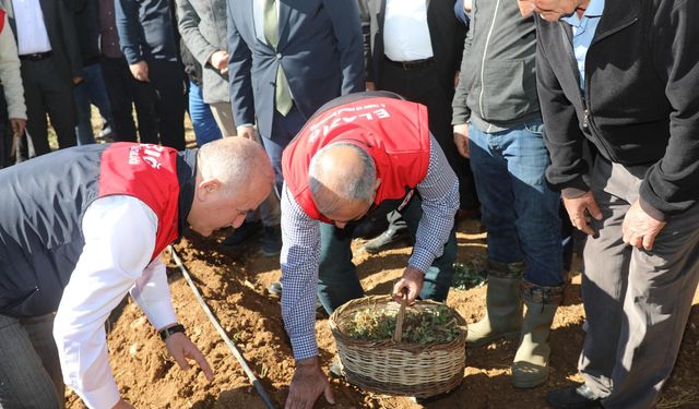 Gezin’de Çilek Fidesi Dikim Etkinliği Düzenlendi