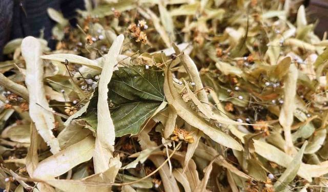 Şifa Deposu Ihlamura İlgi Arttı