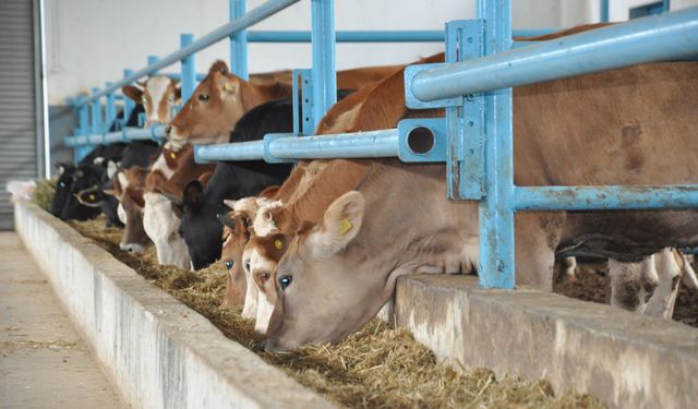 Elazığ’da Hayvancılığın En Ağır Yükü: Yem Giderleri Rekor Seviyede