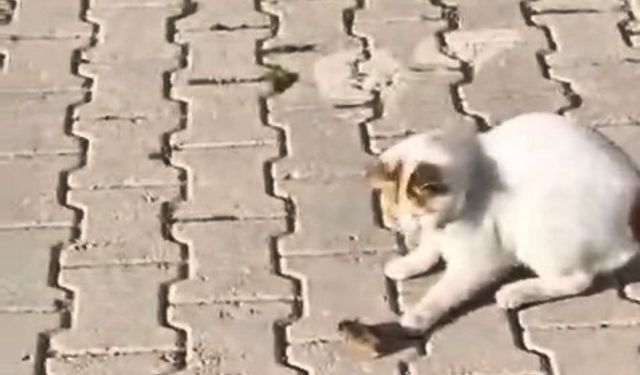 Kedinin Fareyle Oyunu Kamerada