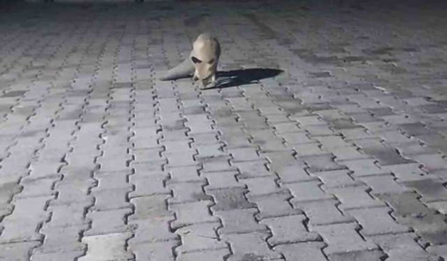 Aç Tilki Korucu Kulübesine Geldi, Karnını Doyurup Gitti