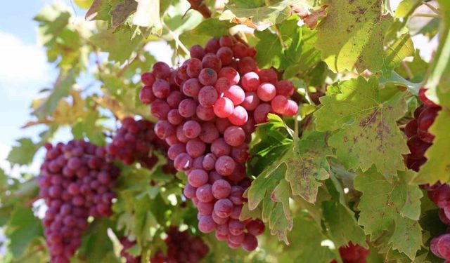 Bağ Bozumunda Rekor: 4 Kilo Üzüm Salkımı