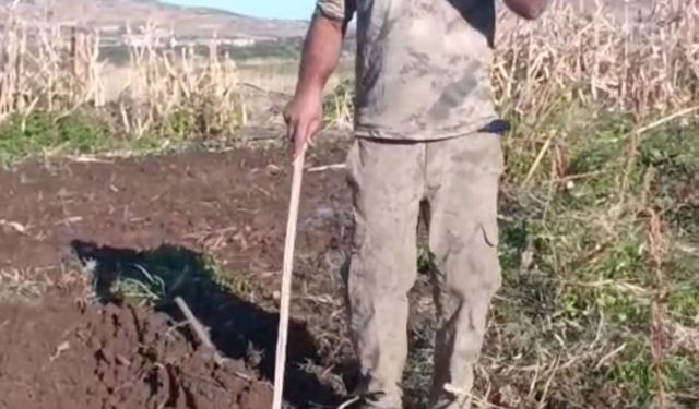 Çiftçiden bahçesini talan eden domuza tebessüm ettiren tepki: "Benden uzak durmadığın müddetçe kalemini kıracağım"