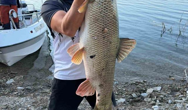 Elazığ’da Balıkçı 70  Kiloluk Turna Yakaladı
