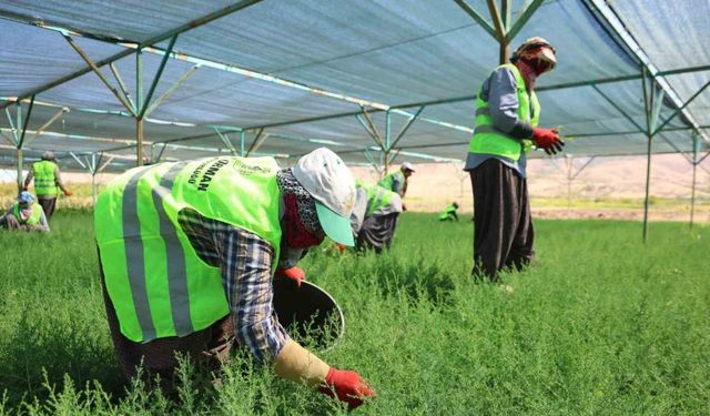 Elazığ’da Fidanlar Kadınların Elinde Yeşeriyor