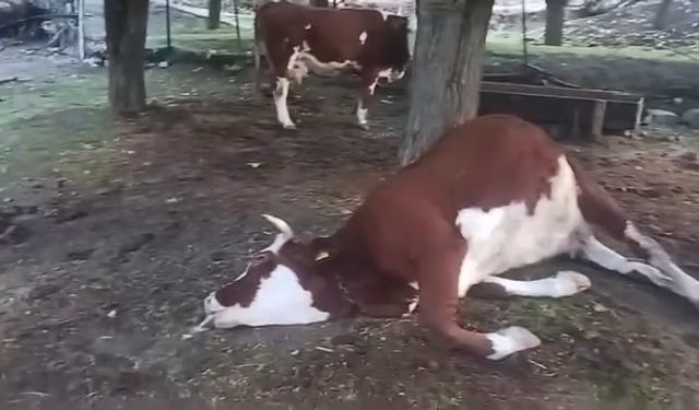 Elazığ’da Yıldırım Düşmesi Sonucu 2 İnek Telef Oldu