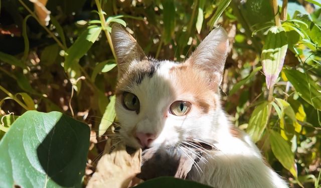 Yakaladığı Serçeyi Yavrusuna Götürüp Besledi