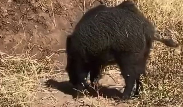 Dağ Bayır Gezip Göremediği Domuzu Köyde Görünce Cep Telefonu İle Görüntüledi
