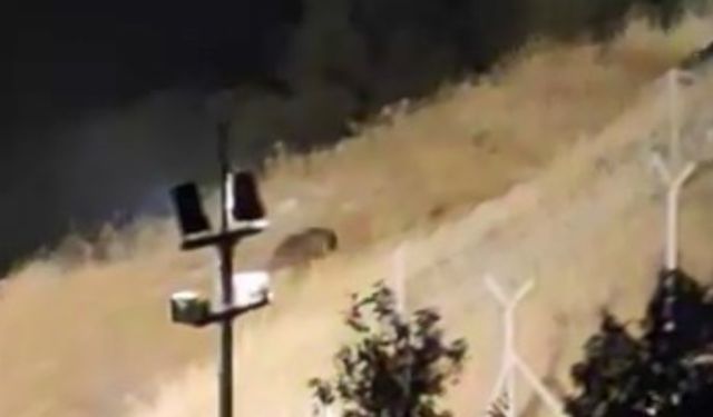 Elazığ’da Ayılar Kış Uykusu Öncesi Yiyecek Ararken Görüntülendi