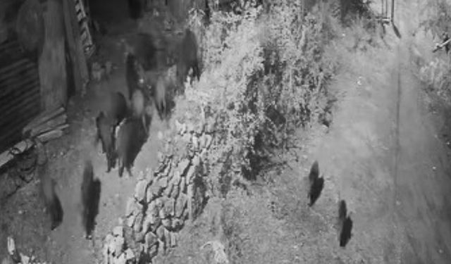 Elazığ’da Aç Kalan Domuz Sürüsü Bahçeye Dadandı