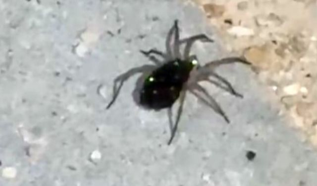 Elazığ’da Kurt Örümceği Görüntülendi