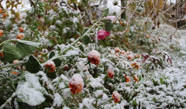 Meteorolojiden Zirai Don Uyarısı: Çiftçiler Dikkatli Olmalı