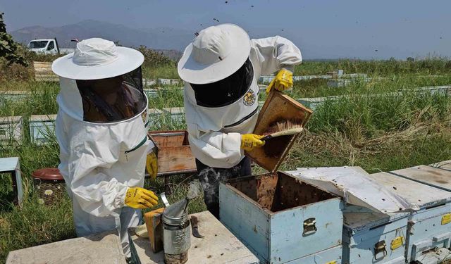 Arıcılara Kovan Desteği Başvuru Süresi Uzatıldı