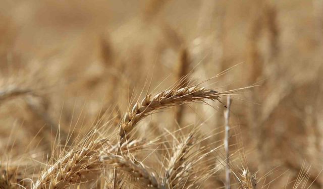 Küresel Tahıl Üretiminde 105 Milyon Tonluk Rekor Artış Bekleniyor