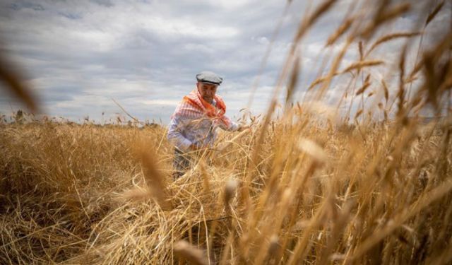 Tarım-GFE Yıllık Yüzde 34,60 Arttı