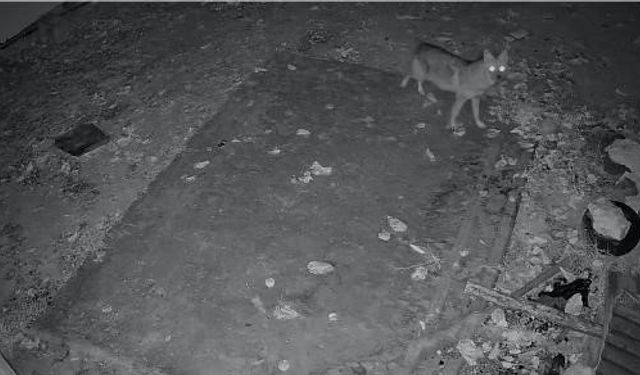 Elazığ’da Evin Etrafında Yiyecek Arayan Çakal Kamerada