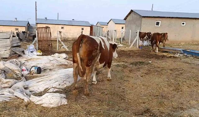 Elazığ’da Şap Hastalığı ve Ölümler Üreticiyi Zorluyor