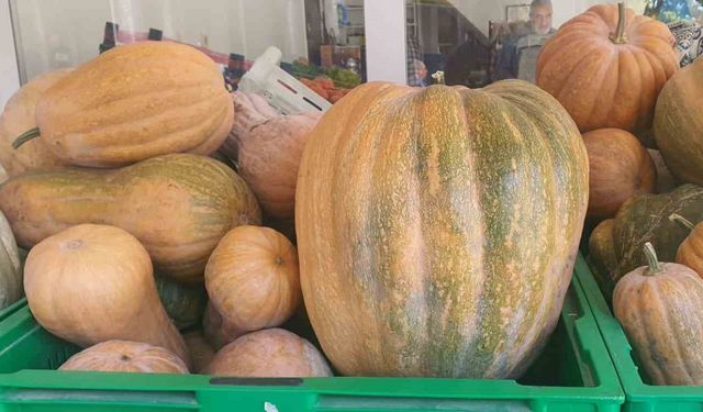 Palu’da Ata Tohumu Kabaklar 35 Kiloya Ulaştı