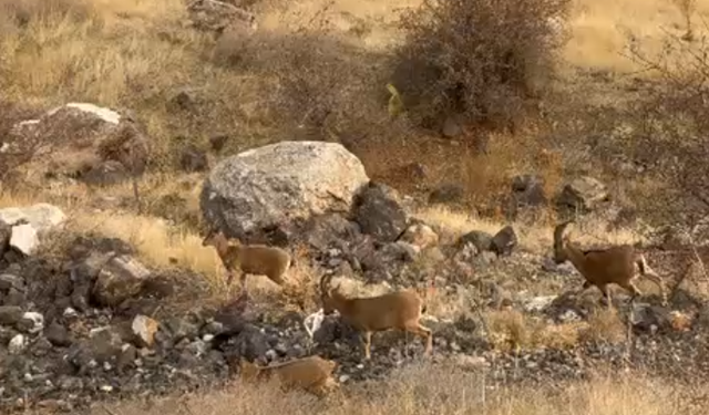Dağ Keçileri  Mahalleleri Turluyor