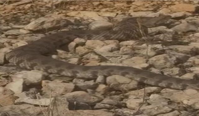 Tek Isırığı Bir İnsanı Öldürmeye Yeten Dev Engerek Yılanı Görüntülendi