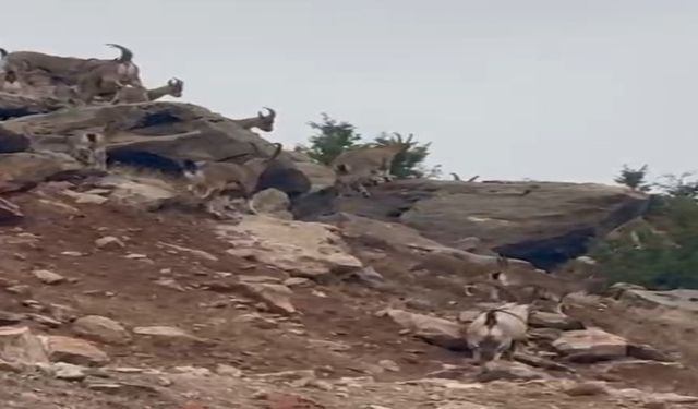 Elazığ’da Dağ Keçileri Sürü Halinde Görüntülendi