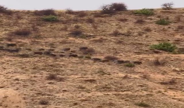 Elazığ’da Domuz Sürüsü Görüntülendi