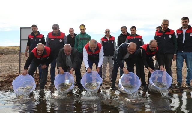 Elazığ’da Kalecik Barajı’nda Sazan Yavruları Doğayla Buluştu