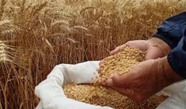 TMO’dan Sektöre Yeni Fırsat: Stok Buğdaylar Peşin Ödeme ile Yeniden Satışa Açıldı