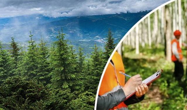 Orman Genel Müdürlüğü 496 Sözleşmeli Personel Alacak