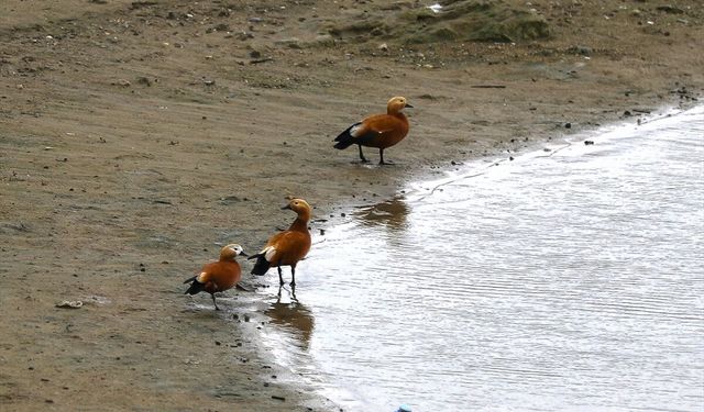 Cip Baraj Gölü Binlerce Göçmen Kuşa Ev Sahipliği Yapıyor
