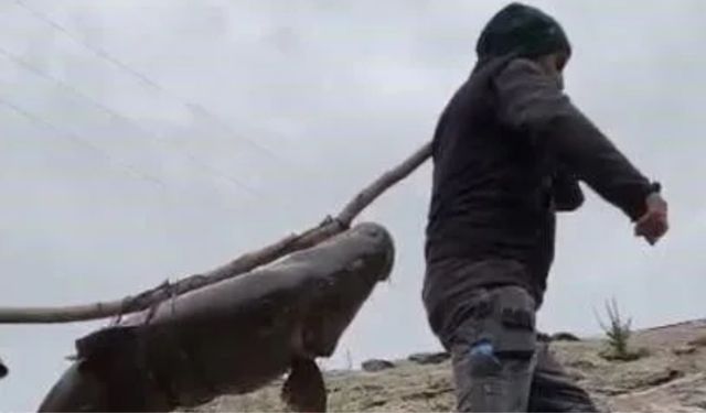 Nehirde Yakalanan 60 Kiloluk Dev Turna Balığını, Çam Sırığına Bağlayıp Taşıdılar