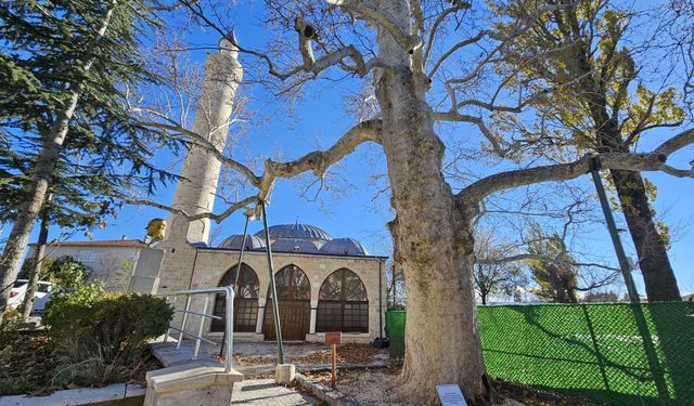 Harput’un 3 Asırlık Çınarı Yıllara Meydan Okuyor