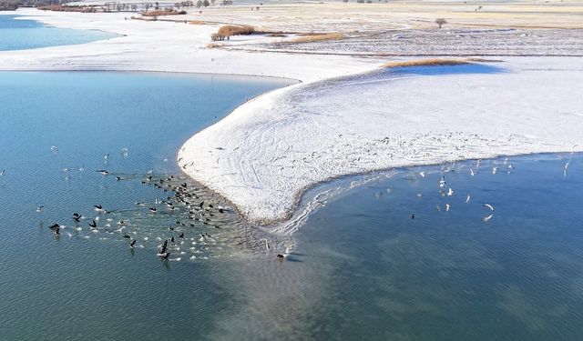 Elazığ'da soğuk havada doğanın sessiz misafirleri kara bataklar