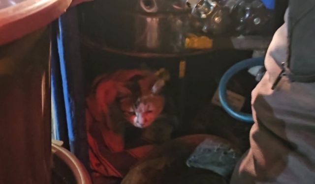 Sokak kedisine üşümesin diye kestane kazanının yanında bakıyor