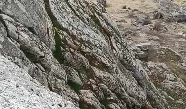 Elazığ’da Dağ Keçileri Sürü Halinde Görüldü