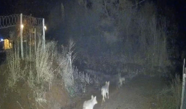 Elazığ’da Kurtlar Sürü Halinde Görüldü