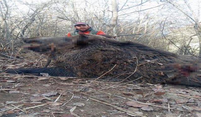 Elazığ'da Avcılar Sürü Halinde Domuz Avladı