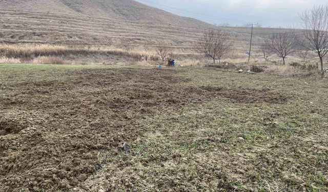 Elazığ'da Domuzlar Ekili 10 Dönüm Araziyi Talan Etti