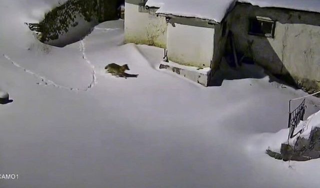 Elazığ'da Evin Çevresinde Yiyecek Arayan Kurt Kamerada