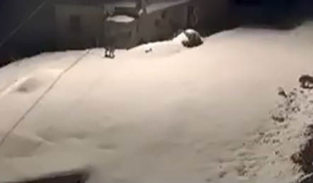 Elazığ'da Nesli Tükenmekte Olan Vaşak Ailesi Görüldü