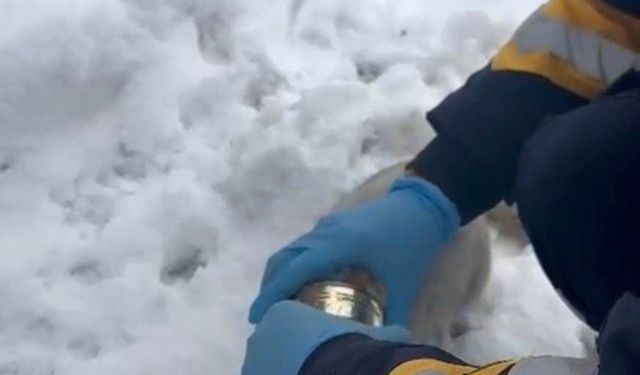 Kedinin Başına Sıkışan Konserveyi Sağlık Ekipleri Çıkardı