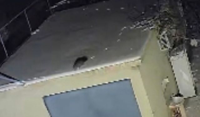 Nesli Tükenme Tehlikesi Altında Olan Sansar Görüntülendi