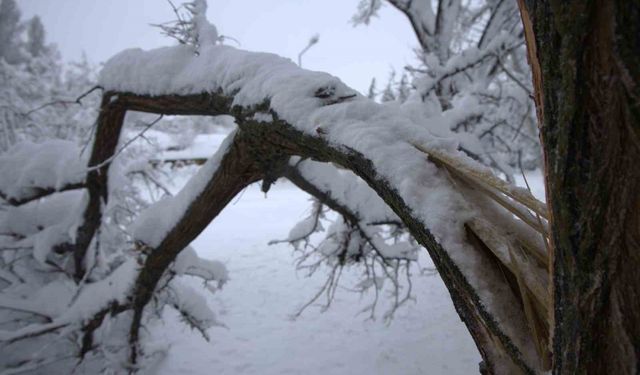 Yoğun Kar Yağışı Harput'ta Çok Sayıda Ağacın Dallarını Kırdı